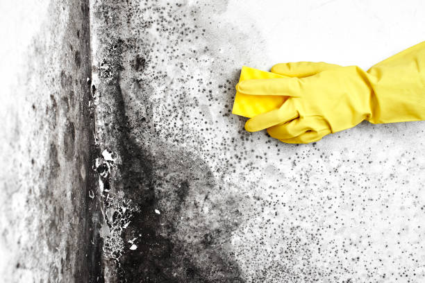 Best Basement Mold Removal  in Concordia, NJ