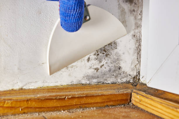 Best Comprehensive Air Testing for Mold Contaminants  in Concordia, NJ