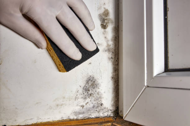 Best Residential Mold Inspection & Testing  in Concordia, NJ